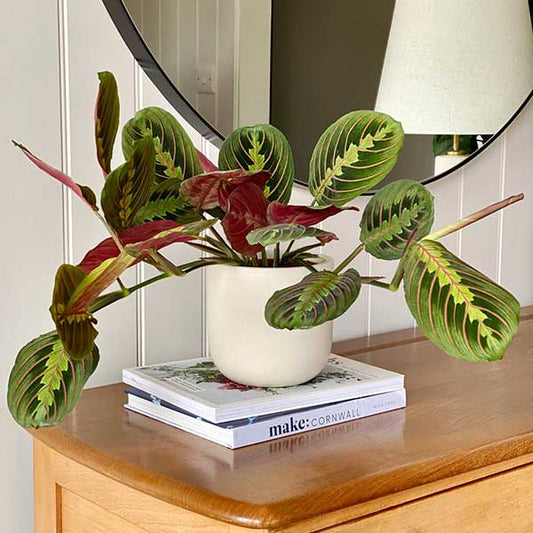 Maranta Leuconeura Fascinator Mix 3 Soorten 30 to 45 cm