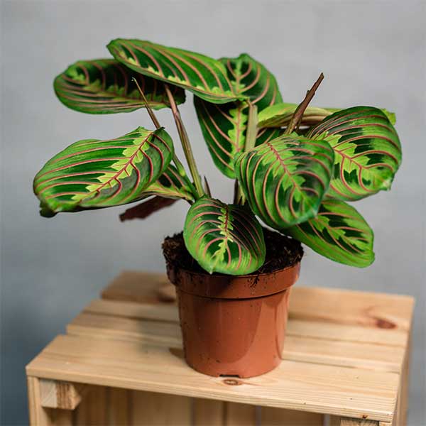 Maranta Leuconeura Fascinator Mix 3 Soorten 30 to 45 cm