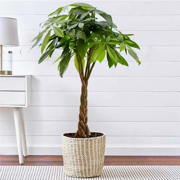 Kunstplant - Pachira Aquatica - Geldboom