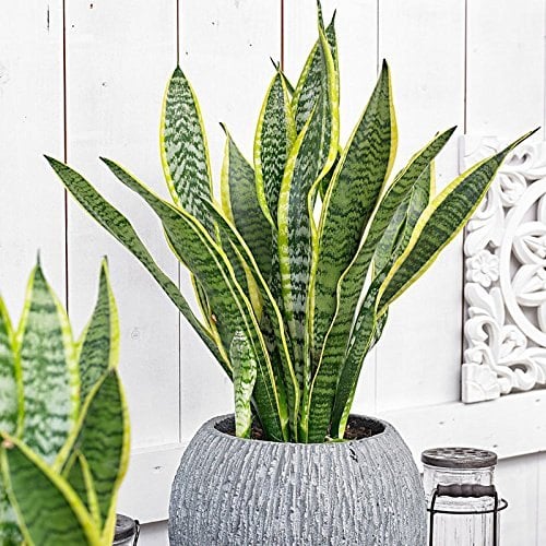 Sansevieria Laurentii - 45 cm - ø12