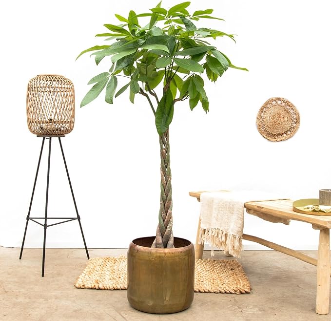 Geldboom (Pachira Aquatica) met Viber Grijs – 100cm – Ø21