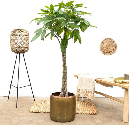 Geldboom (Pachira Aquatica) met Viber Grijs – 100cm – Ø21