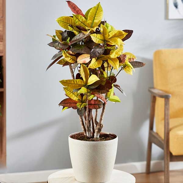Codiaeum 'Croton' Iceton Ø24cm - ↕90-100cm