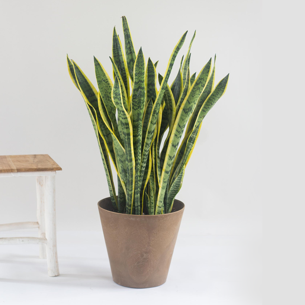 Sansevieria Laurentii - 45 cm - ø12