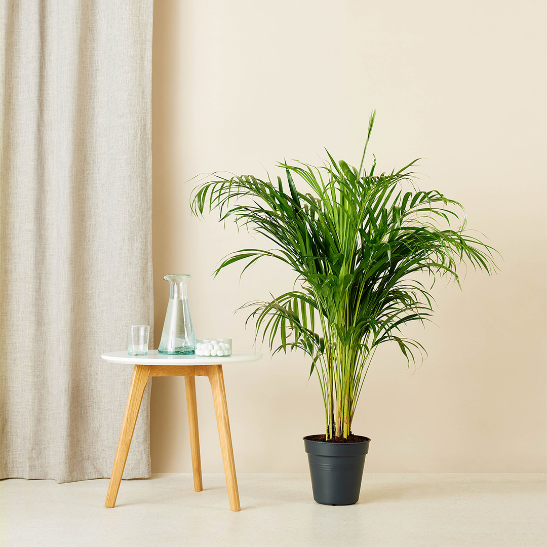 Gouden Palm (Chrysalidocarpus Lutescens) met Viber Grijs – 100cm – Ø21