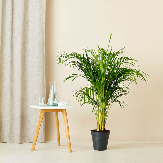 Gouden Palm (Chrysalidocarpus Lutescens) met Viber Grijs – 100cm – Ø21