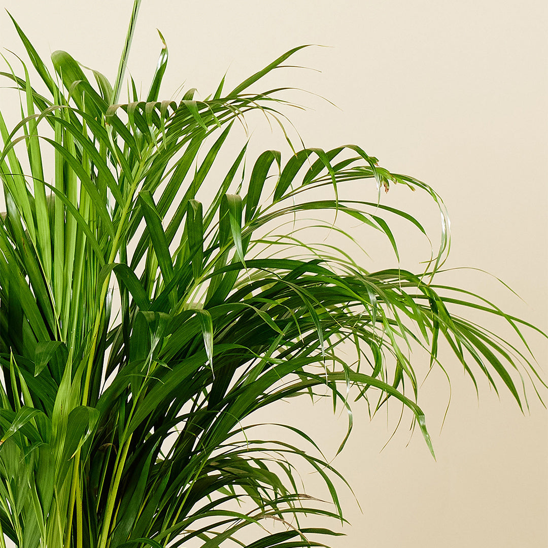 Gouden Palm (Chrysalidocarpus Lutescens) met Viber Grijs – 100cm – Ø21