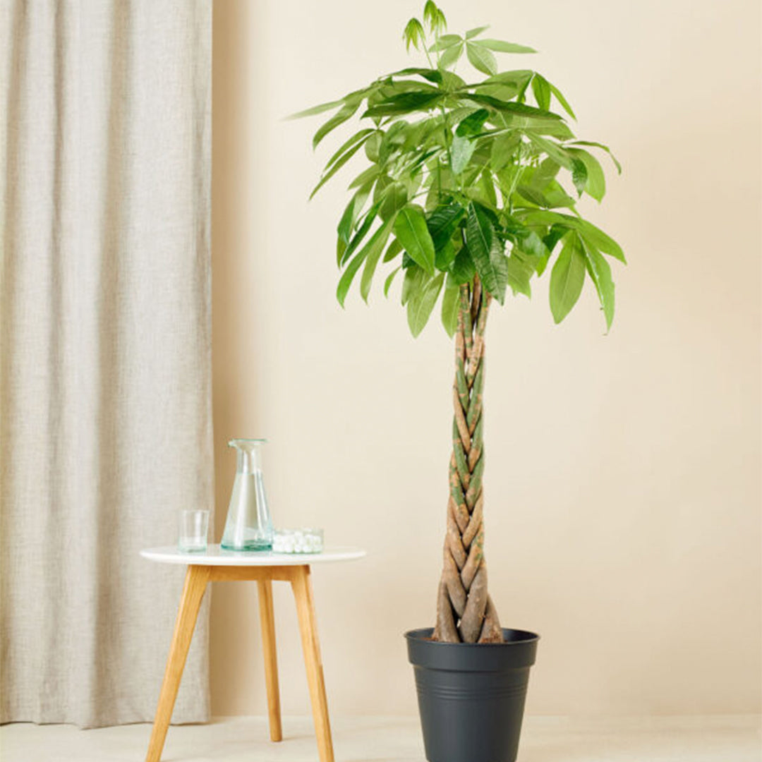 Geldboom (Pachira Aquatica) met Viber Grijs – 100cm – Ø21