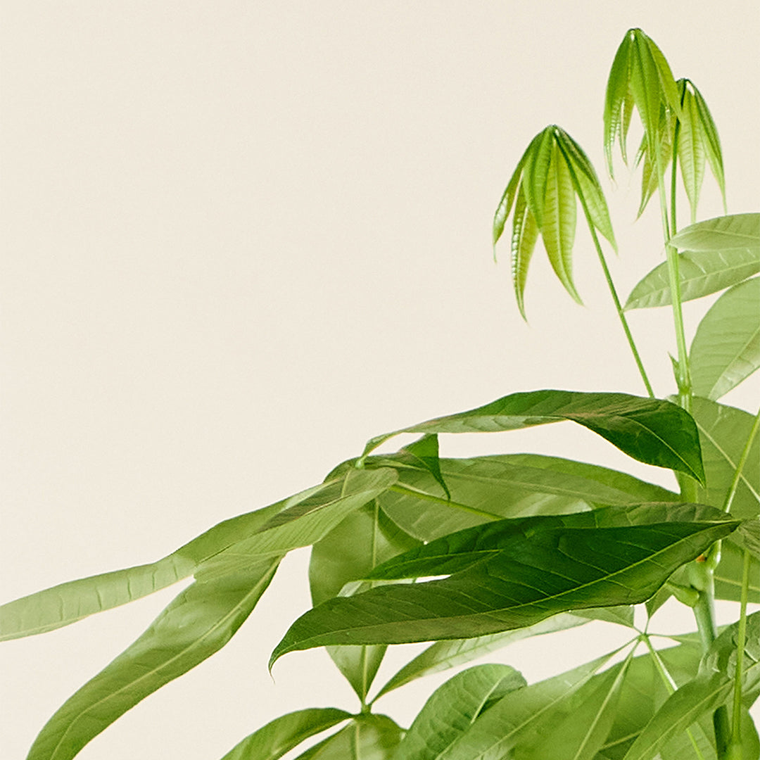 Geldboom (Pachira Aquatica) met Viber Grijs – 100cm – Ø21