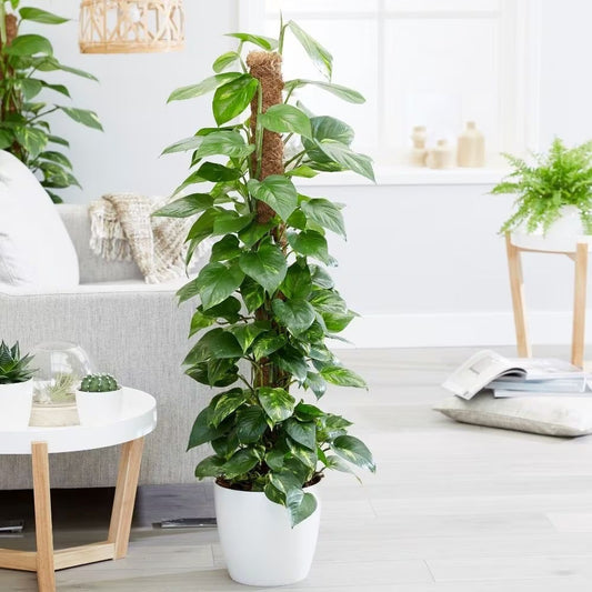 Epipremnum Aureum gaasrek - 160 cm - ø27
