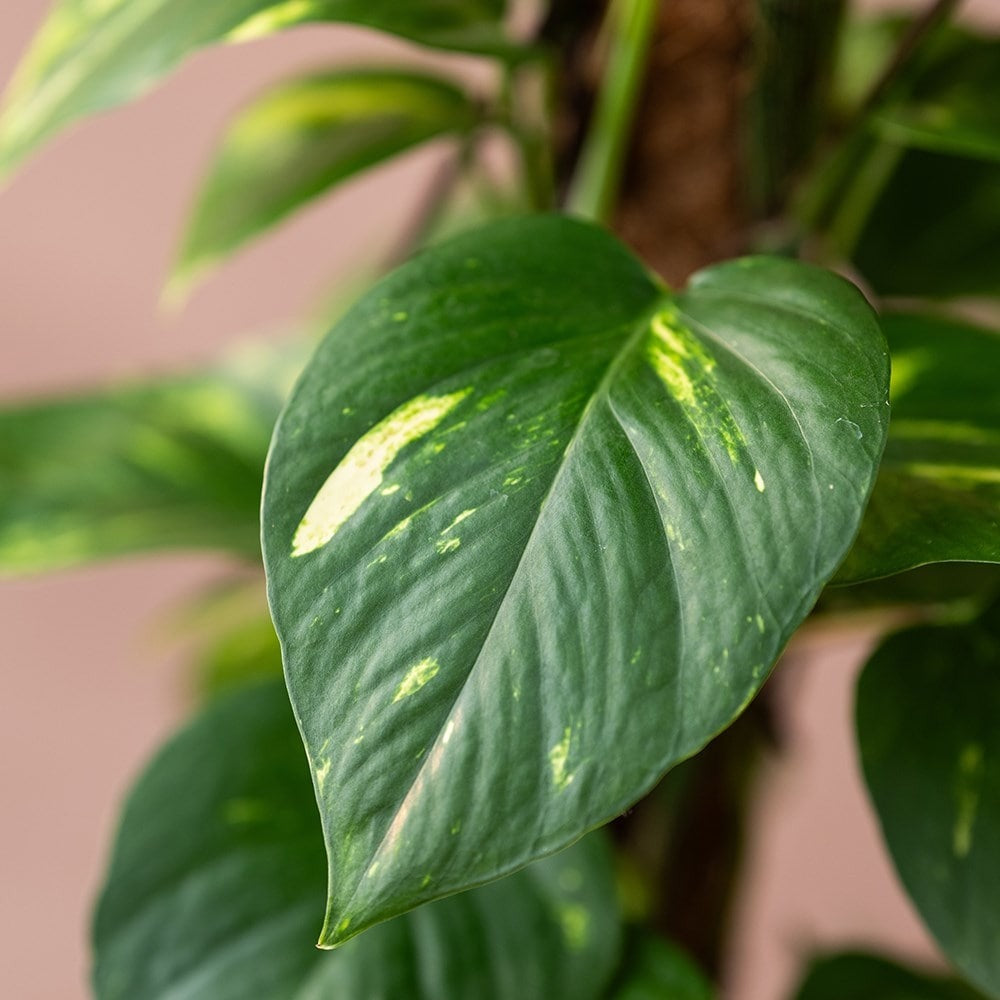 Epipremnum Aureum gaasrek - 160 cm - ø27