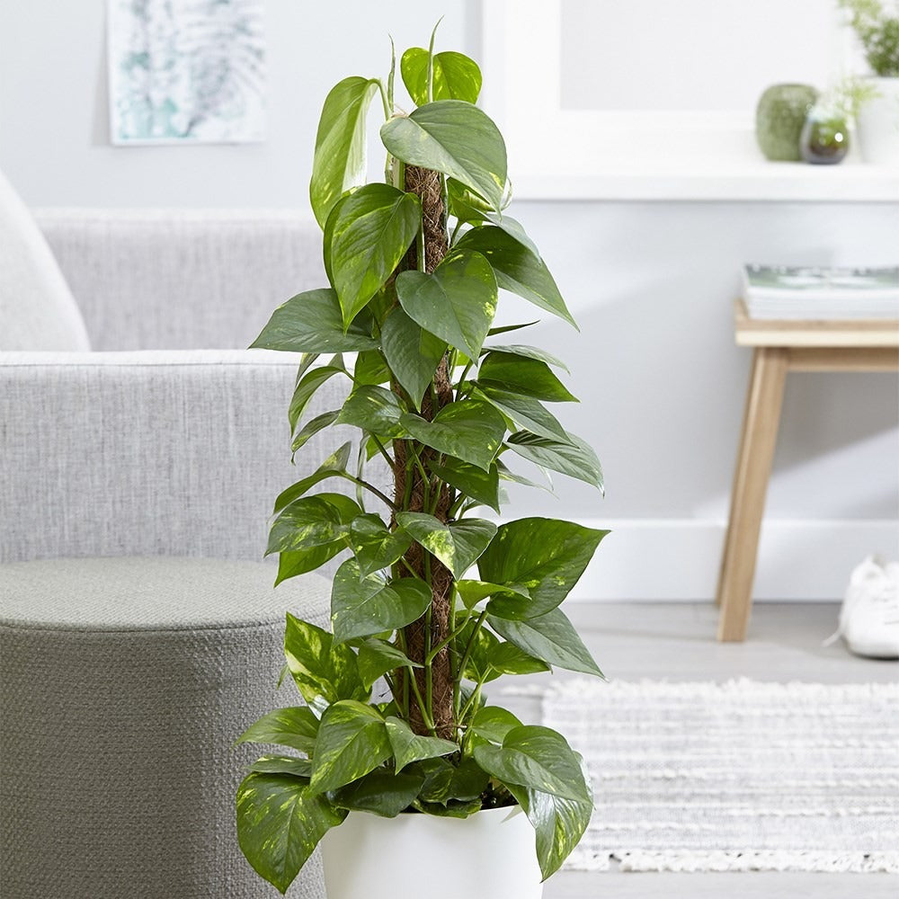 Epipremnum Aureum gaasrek - 160 cm - ø27