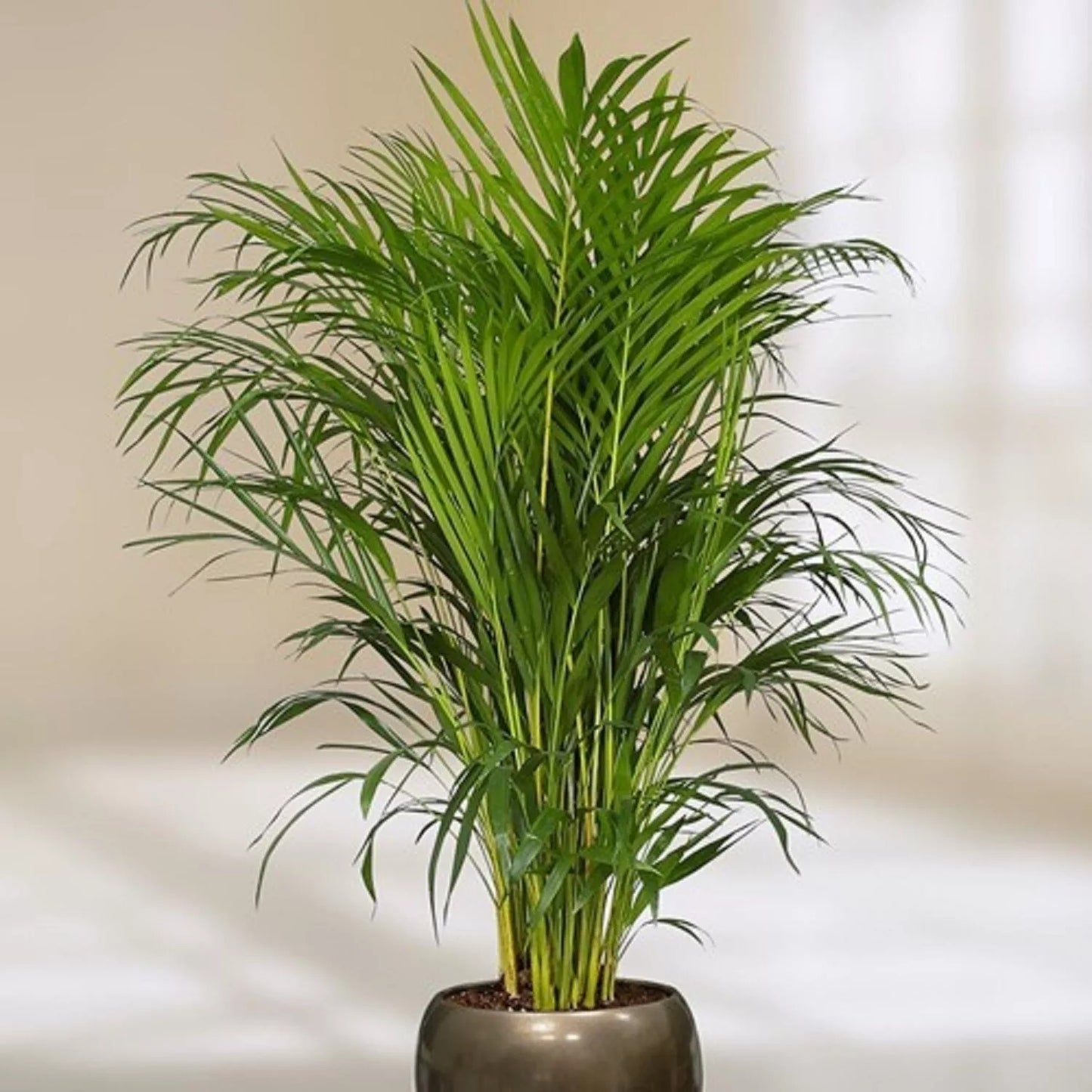 Gouden Palm (Chrysalidocarpus Lutescens) met Viber Grijs – 100cm – Ø21