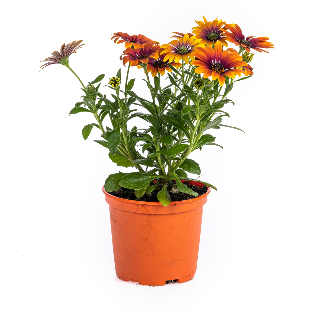 Osteospermum ecklonis Mix – Ø12 cm – ↕20 cm – kleurrijke zomerbloeier voor pot of border