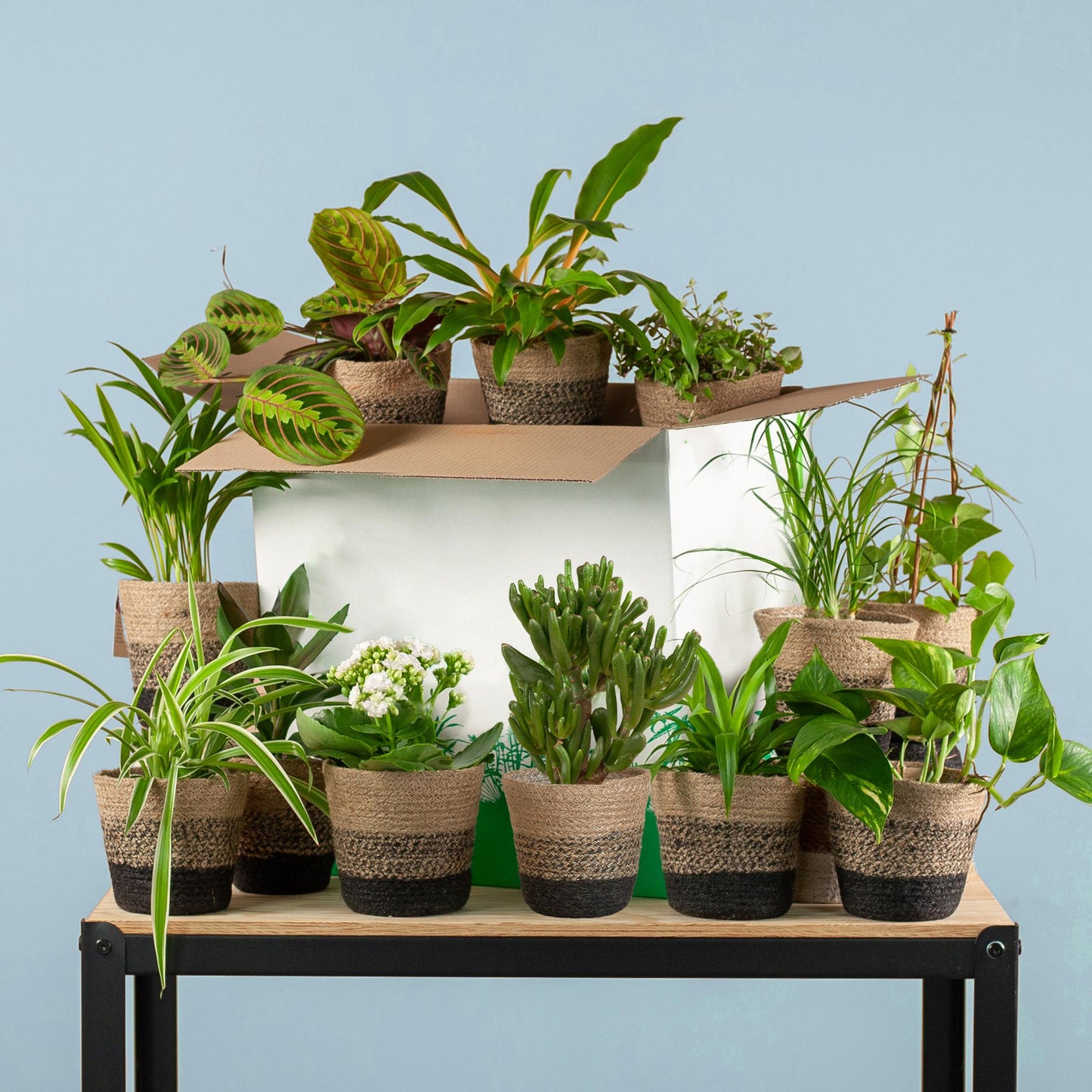 Groene Kneusjesbox (12 stuks) - incl. 12 x mand Sofia