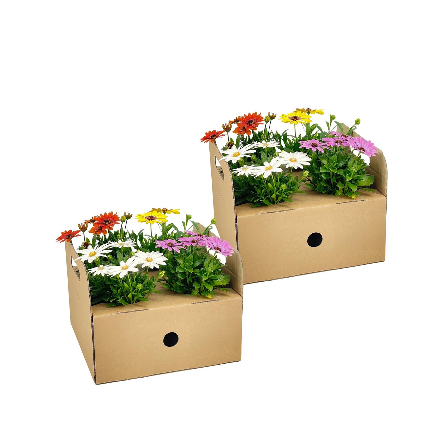Osteospermum ecklonis Mix – Ø12 cm – ↕20 cm – kleurrijke zomerbloeier voor pot of border