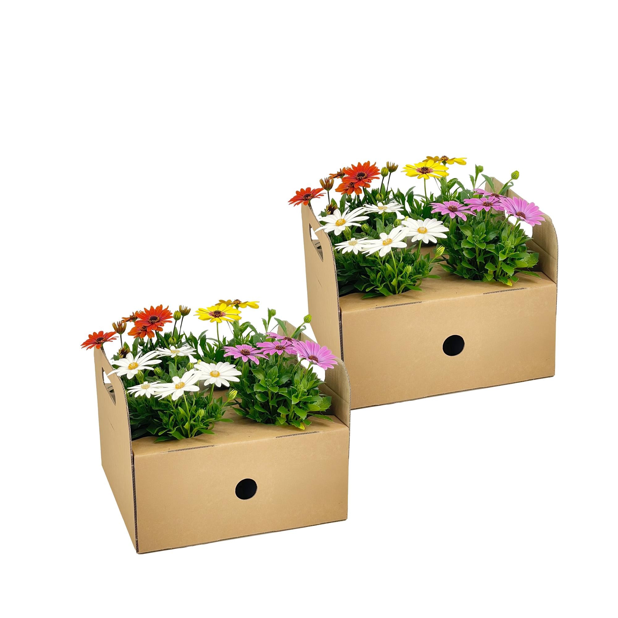 Osteospermum ecklonis Mix – Ø12 cm – ↕20 cm – kleurrijke zomerbloeier voor pot of border