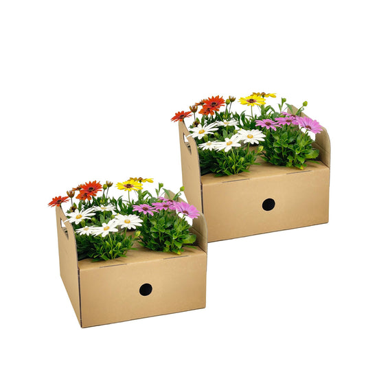 Osteospermum ecklonis Mix – Ø12 cm – ↕20 cm – kleurrijke zomerbloeier voor pot of border