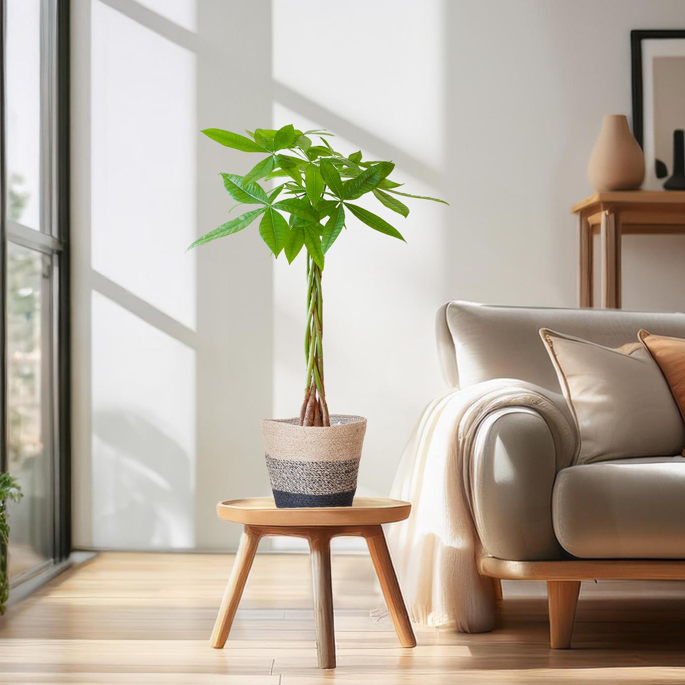 Pachira Aquatica met Mand Lissabon zwart - 80cm - Γ21