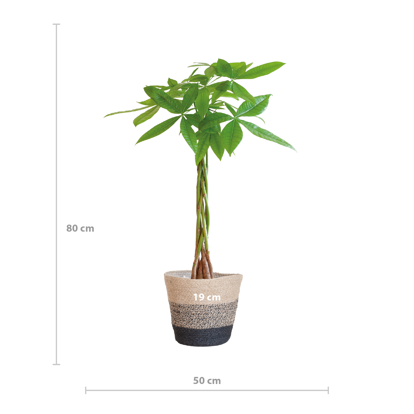 Pachira Aquatica met Mand Lissabon zwart - 80cm - Γ21