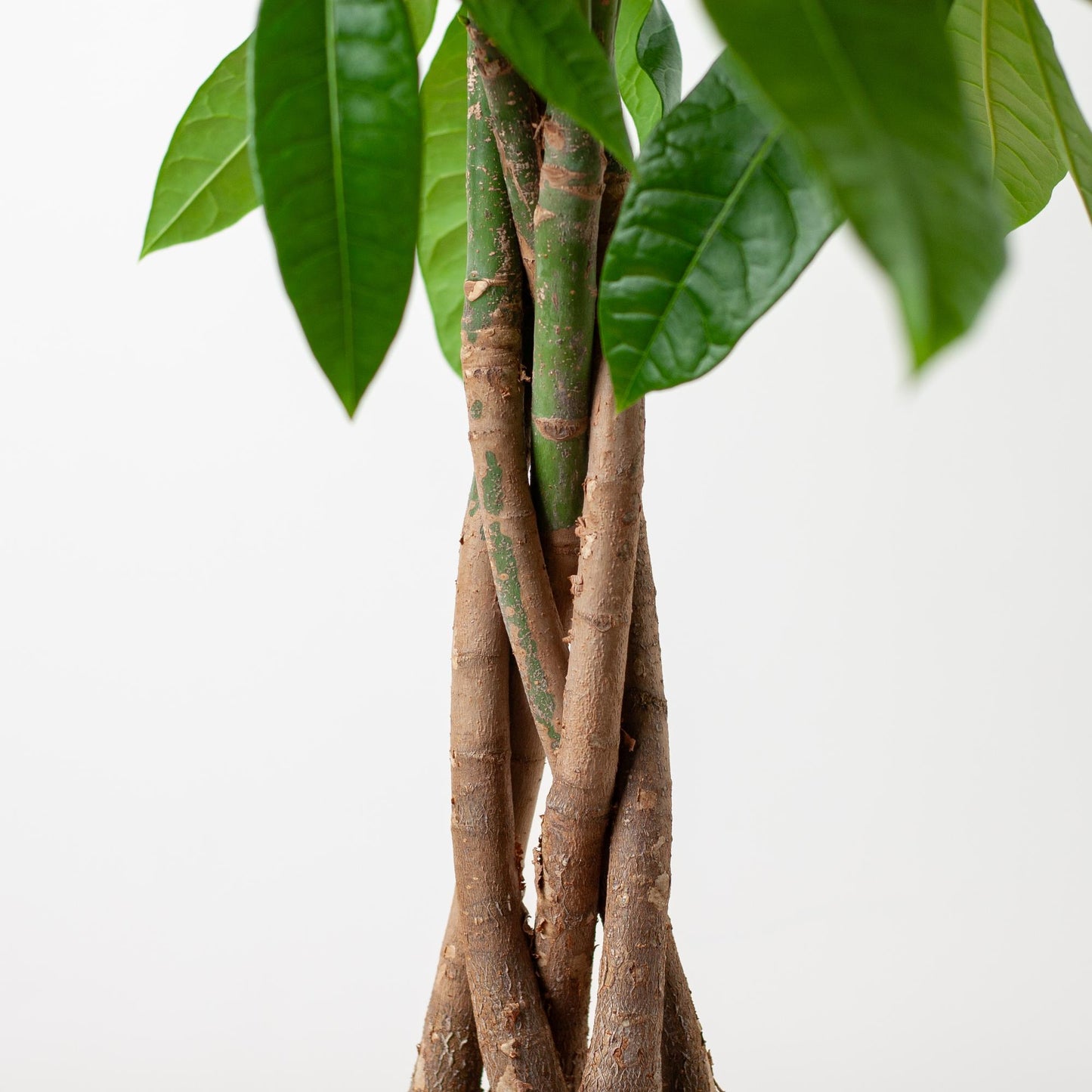 Pachira Aquatica met Mand Lissabon zwart - 80cm - Γ21