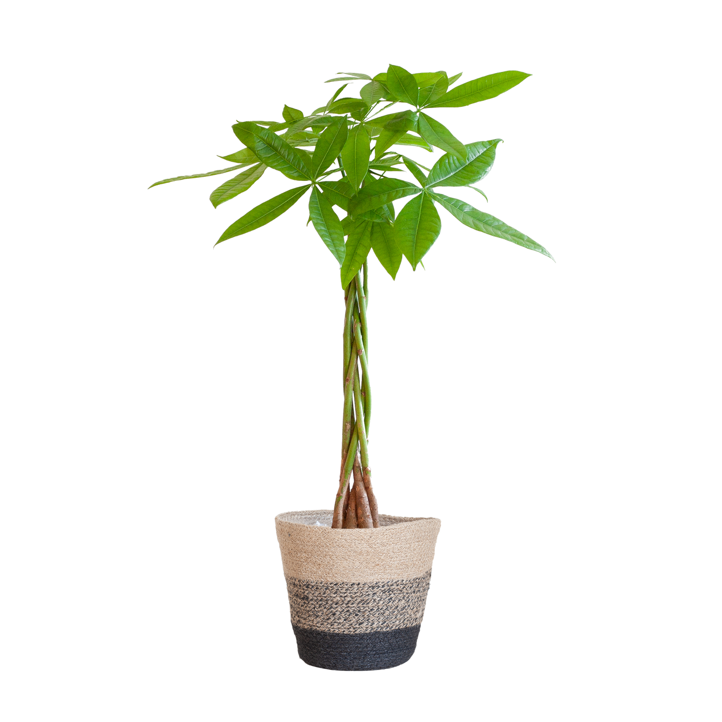 Pachira Aquatica met Mand Lissabon zwart - 80cm - Γ21