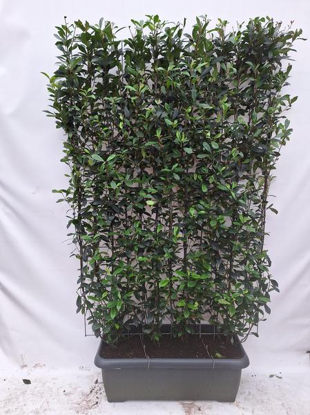 Photinia fraseri Carré Rouge - Kant-en-Klaar Haag - 120 x 180 cm