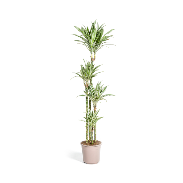 Dracaena Deremensis Dorado Ø27cm - ↕170 - 190cm