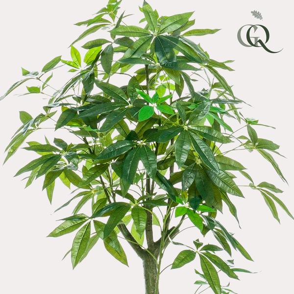 Kunstplant - Pachira Aquatica - Geldboom