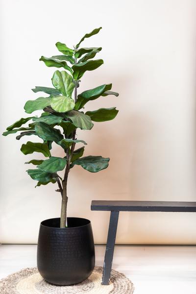 Kunstplant - Ficus Lyrata - Tabaksplant - 90 cm
