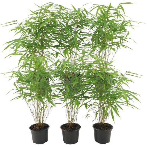 3x Fargesia rufa - ↨80cm - Ø23