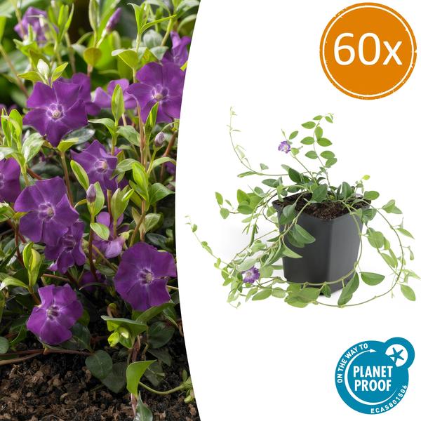 40x Vinca minor - ↕10-25cm - Ø9cm