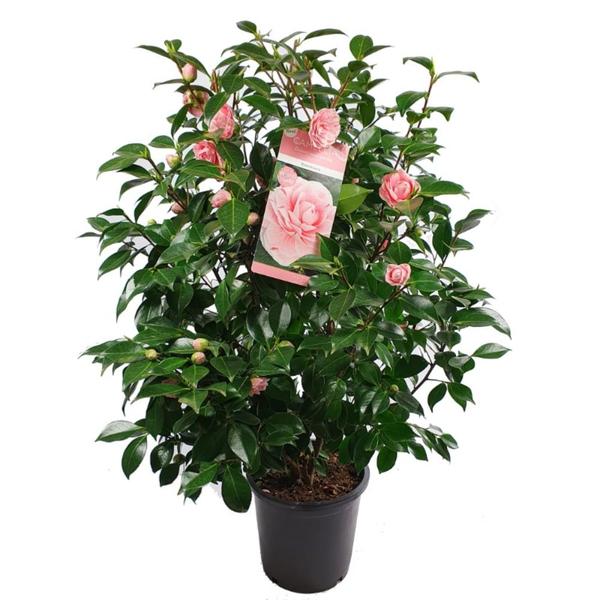 Camellia japonica Bonomiana - Ø29cm - ↕90cm - Ø19 - ↨65cm