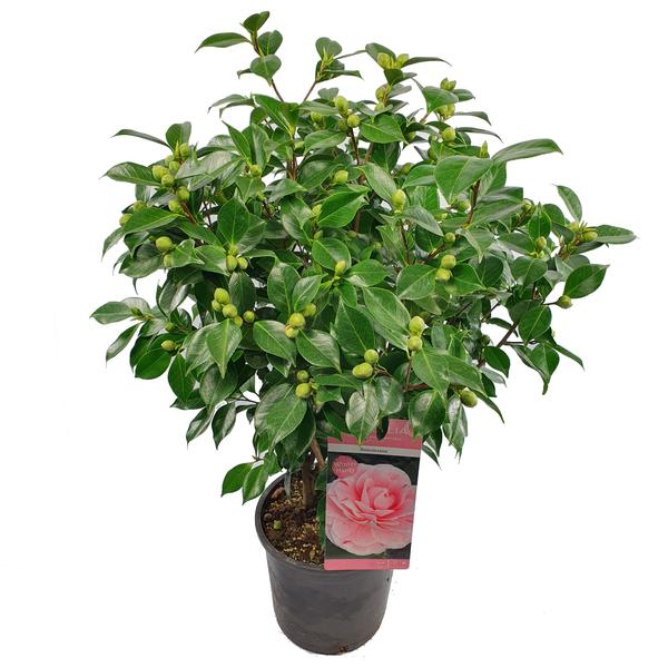 Camellia japonica Bonomiana - Ø29cm - ↕90cm - Ø19 - ↨65cm