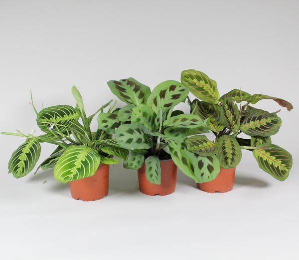Maranta Leuconeura Fascinator Mix 3 Soorten 30 to 45 cm