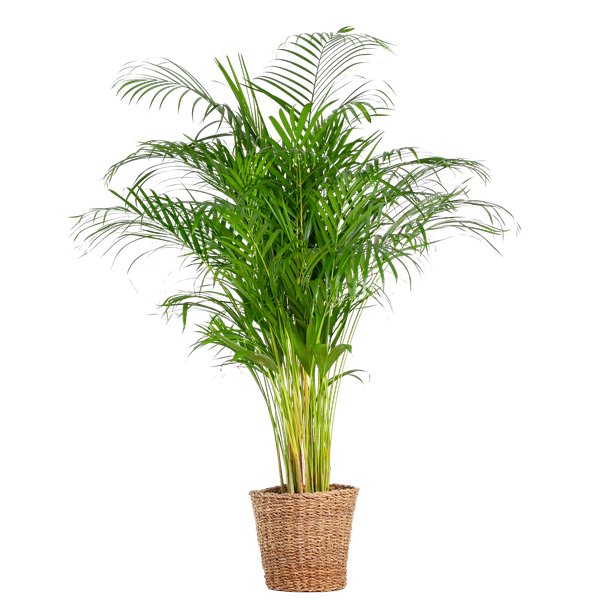 Areca Palm (Dypsis) mit Viber Grijs - 100cm - Ø21