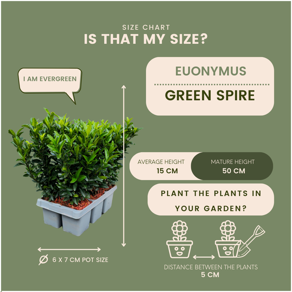 Euonymus 'Green Spire'