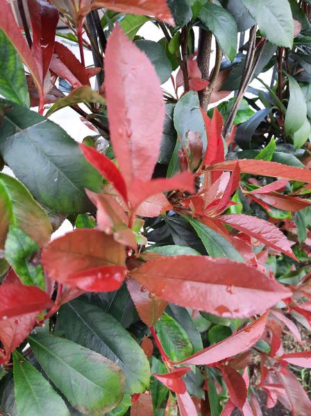 Photinia fraseri Carré Rouge - Kant-en-Klaar Haag - 120 x 180 cm