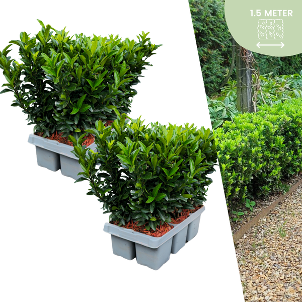 Euonymus 'Green Spire'