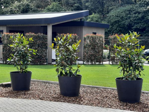 Photinia fraseri Carré Rouge - Kant-en-Klaar Haag - 120 x 180 cm