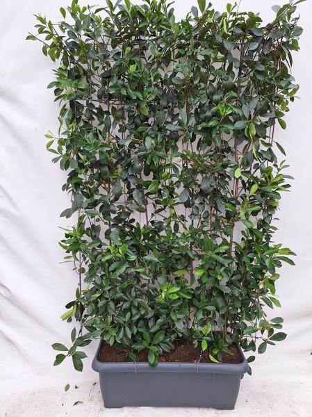 Photinia fraseri Carré Rouge - Kant-en-Klaar Haag - 120 x 180 cm
