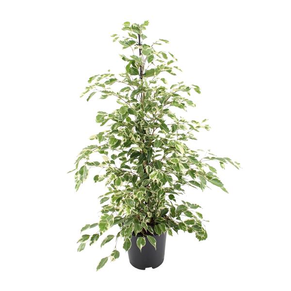 Ficus Benjamina Golden King Ø17cm - ↕60 - 80cm
