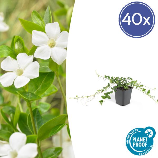 40x Vinca minor - ↕10-25cm - Ø9cm