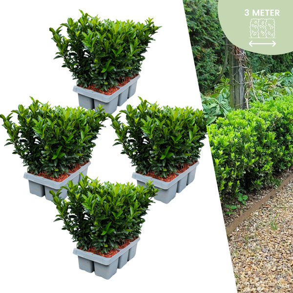 Euonymus 'Green Spire'