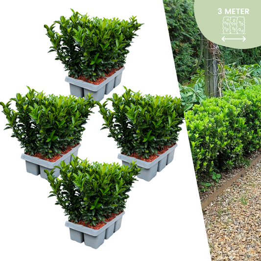 Euonymus 'Green Spire'