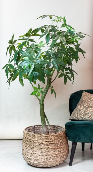 Kunstplant - Pachira Aquatica - Geldboom