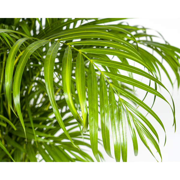 Dypsis Areca lutescens Ø27cm - ↕150 - 170m