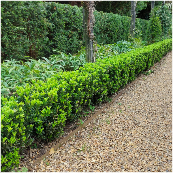 Euonymus 'Green Spire'