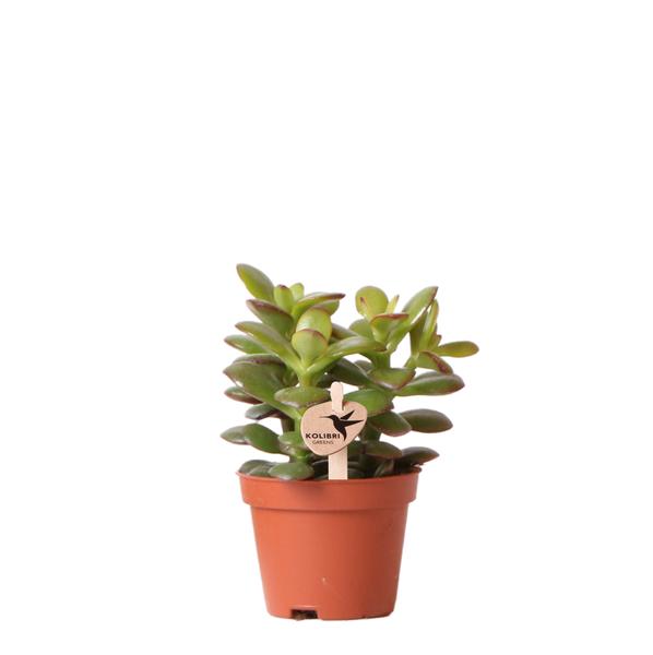 Groene plant - Succulent Crassula Minor - potmaat Ø6cm - groene kamerplant - vers van de kweker