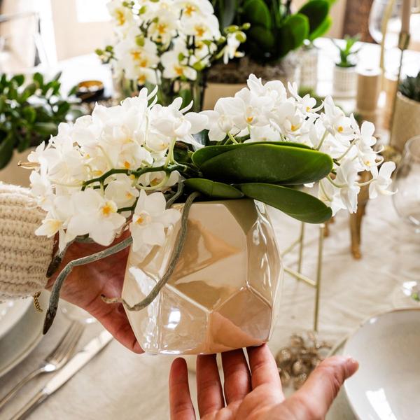 Nazar + Pearl sierpot Travertine - potmaat Ø9cm | bloeiende kamerplant - vers van de kweker